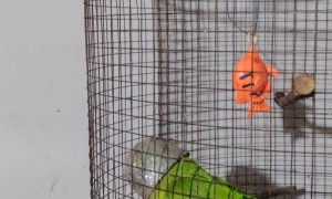 Parrot Places Bucket On Head