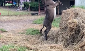 Donkey Plays With Pink Unicorn