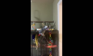 Cairo The Parrot Wants Kitty To Be Quiet