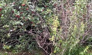 Dog Climbs Tree to Snack on Apples