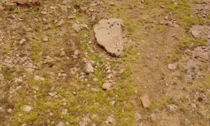 Amazing Antelopes Scale The Rocks