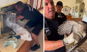 Firefighter rescues hawk trapped in fireplace