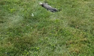 Sometimes It's Better to Let Sleeping Cats Lie