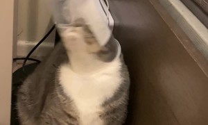 Helping a Cat Out of a Plastic Cup