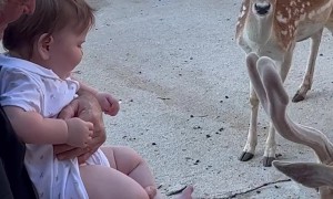 Curious Deer Make Little One Giggle