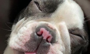Fly Wants To Take A Nap On A Pug's Tongue