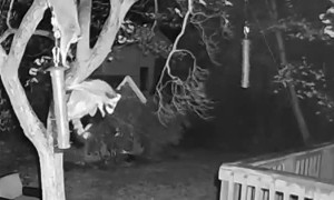 Jarhead the Raccoon's Incredible Zipline Bird Seed Heist