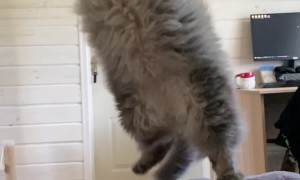 Extra Fluffy Cat Fails The Catch
