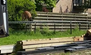 Dog Jumps On Trampoline