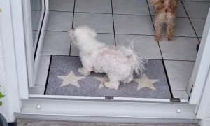 Polite Pup Wipes Its Paws