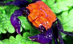 Crab Drinks Dewdrops