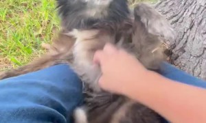 Senior Pup Smiles At Belly Rub Session