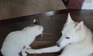 Dog and Cat Yawn Simultaneously