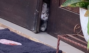 What Are Cats Really Thinking