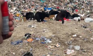 Anti-Bear Noisemaker Test At The Dump