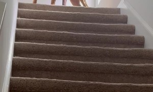 Silly Dog Tests His Boundaries