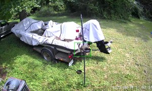 Squirrel Stashes An Ear Of Corn