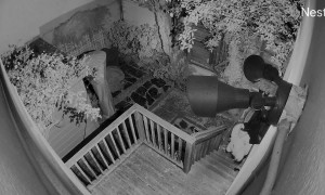 Man Saves Dog From Raccoon Attack