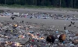 Hungry Black Bears Pick Through Landfill
