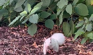 Albino Squirrel In Minnesota