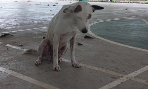 Dog Decides It's Nap Time During Basketball Game