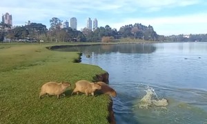Capybaras Jumping Into The Water