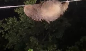Zooming Sloth