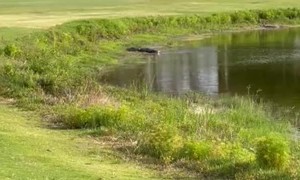 Gator Is Hungry For Golf Ball