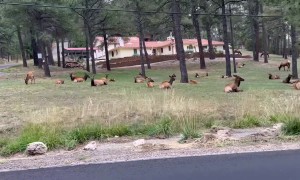 Herd of Elk Takes Over Neighborhood Yard