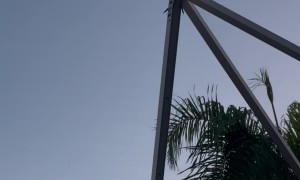 Bird Creates Poop Rain