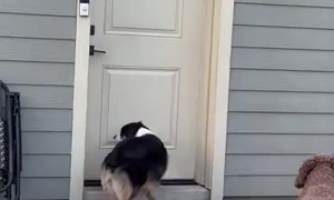 My Dog Invites the Neighbor's Doodle Over