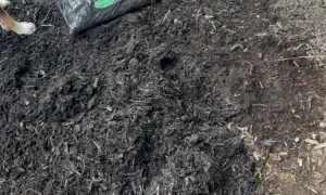 Dog Helps Dad With Yard Work