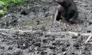 Mud, Glorious Mud!