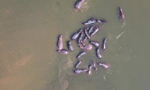 Hippos From Above In The Zambezi River