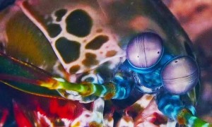 Meet the Stunning Peacock Mantis Shrimp