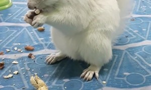 My Daily Encounters with Elva the Albino Squirrel