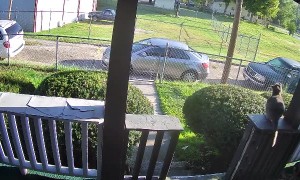 Cat Learns That He Can't Fly