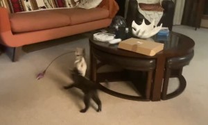 Two Tiny Pets Play Together
