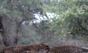 Two Leopards Getting Passionate