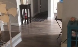 The Furry Invader that Cat-apulted into My Room