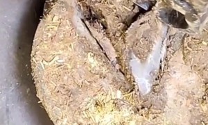 Horse Hoof Cleaning Like a Pro