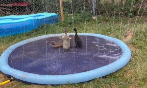 The Splash Pad Was a Good Purchase