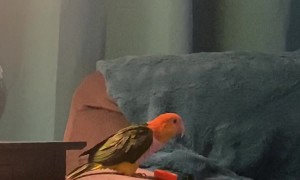 This Parrot Is Actually A Monkey