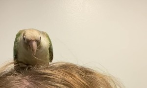 How Dare I Ruin His Hair Style