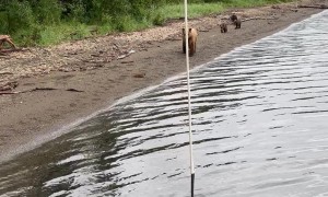 When A Family of Bears Passed By Our Float Plane