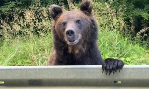 Bear Witness to Romania's Most Unusual Roadside Attraction