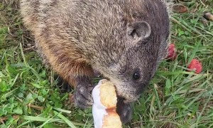 Puddles Ditched Her Strawberries for a Honeybun