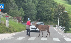 Man Coaxes Stag Through Crosswalk