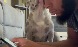 When Your Pup Wants You Off Your Phone