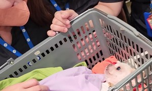 Sleepy Puppy in Shopping Basket